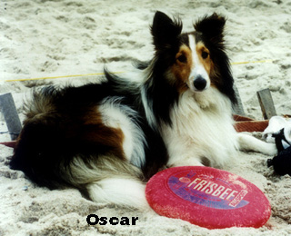 Oscar & Frisbee